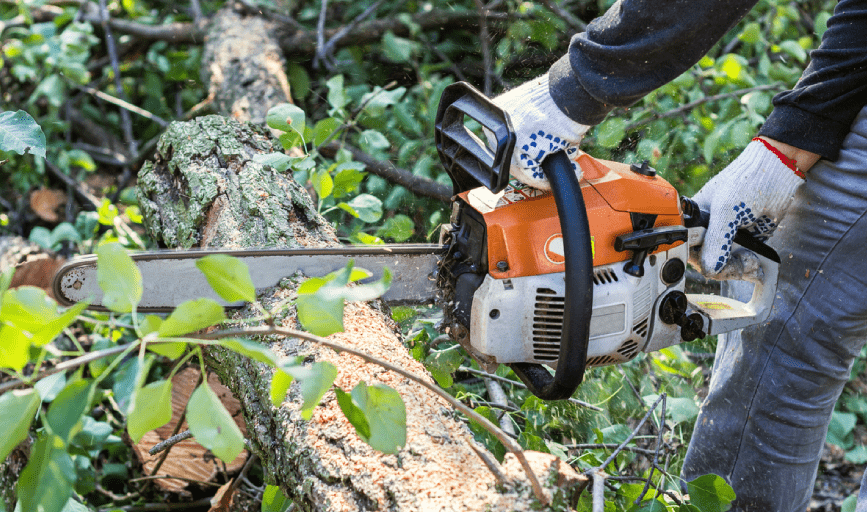 TREE TRIMMING
